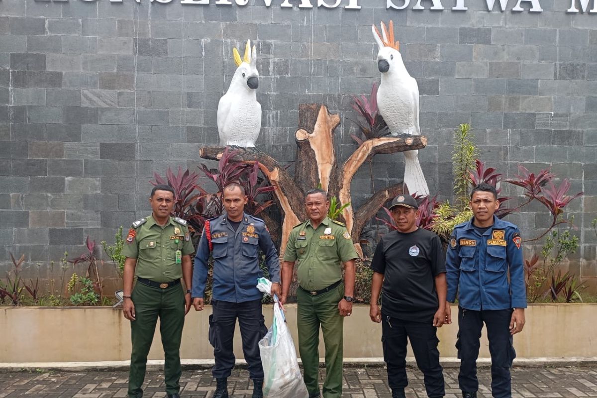 Ular piton ditemukan di saluran air, hendak masuk gudang sembako Ambon