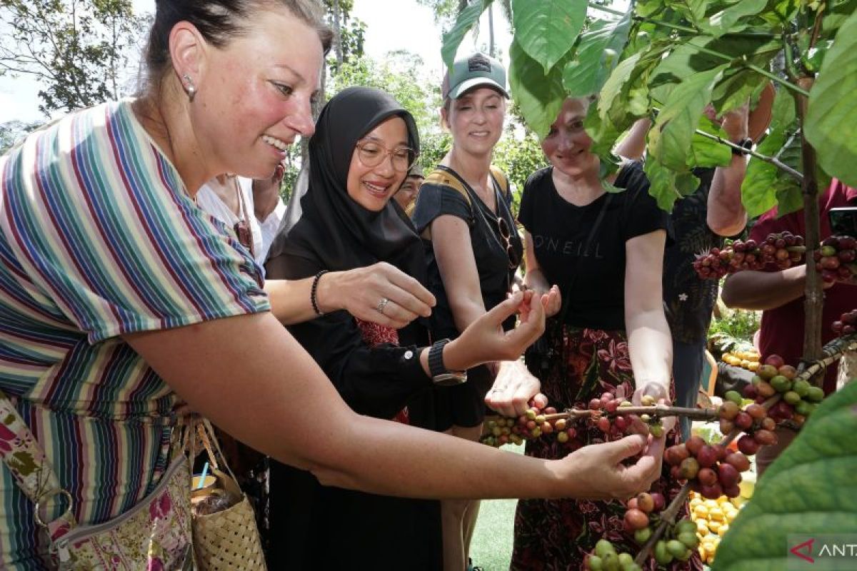 Banyuwangi catat produksi kopi capai 10.600 ton per tahun