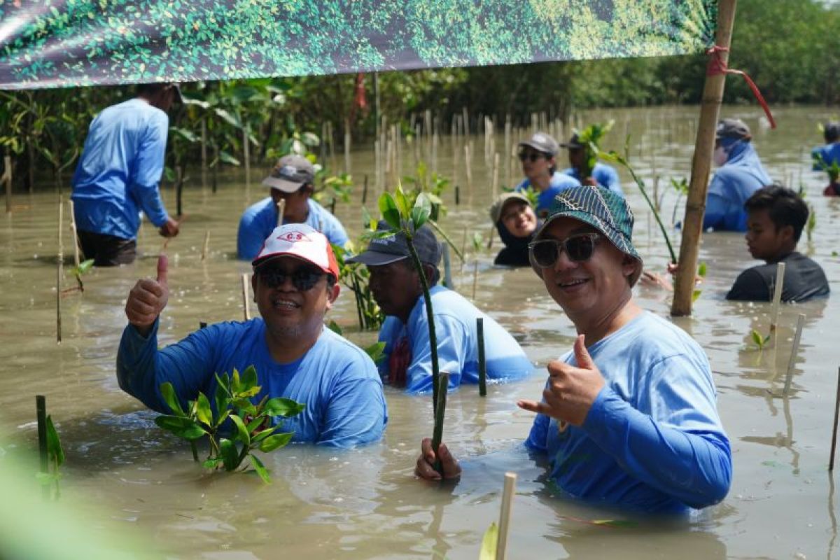 PT Smelting tanam 1.000 mangrove cegah abrasi pantai