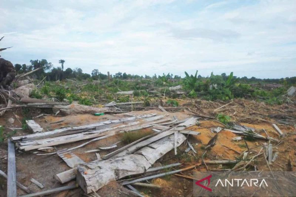 Tim pansus temukan kawasan hutan di Simeulue dialihfungsikan tanpa izin