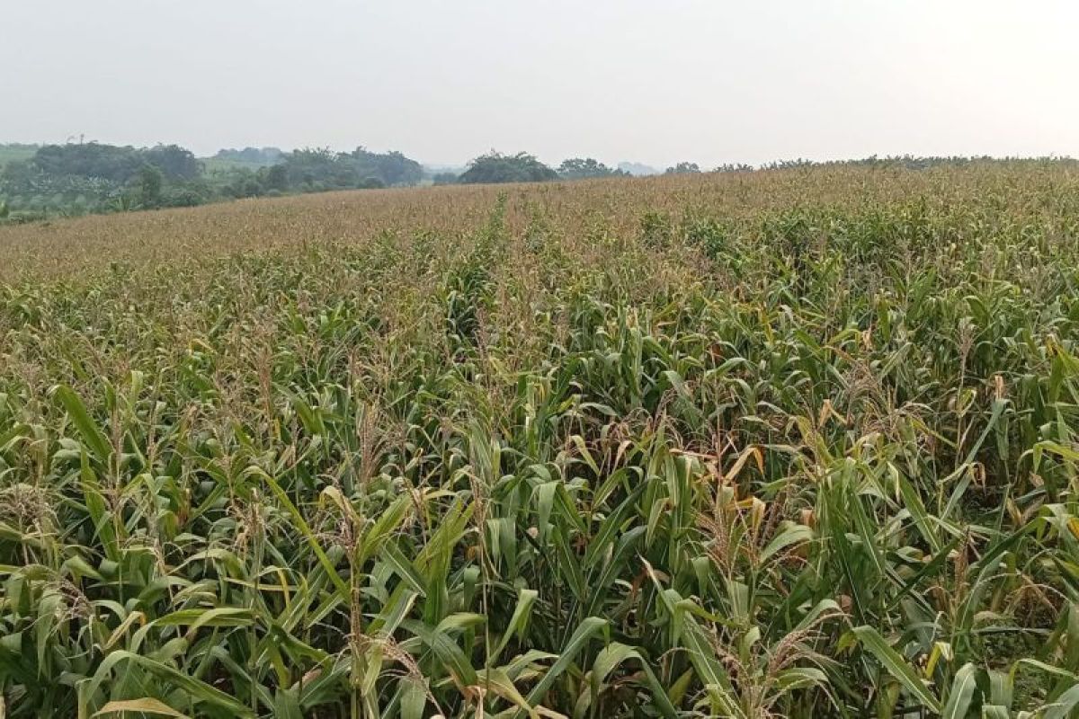 Petani jagung di Lebak lakukan penyiraman menggunakan drone