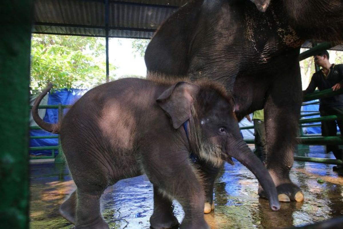 Wali Kota Surabaya beri nama anak gajah KBS Rocky Balboa