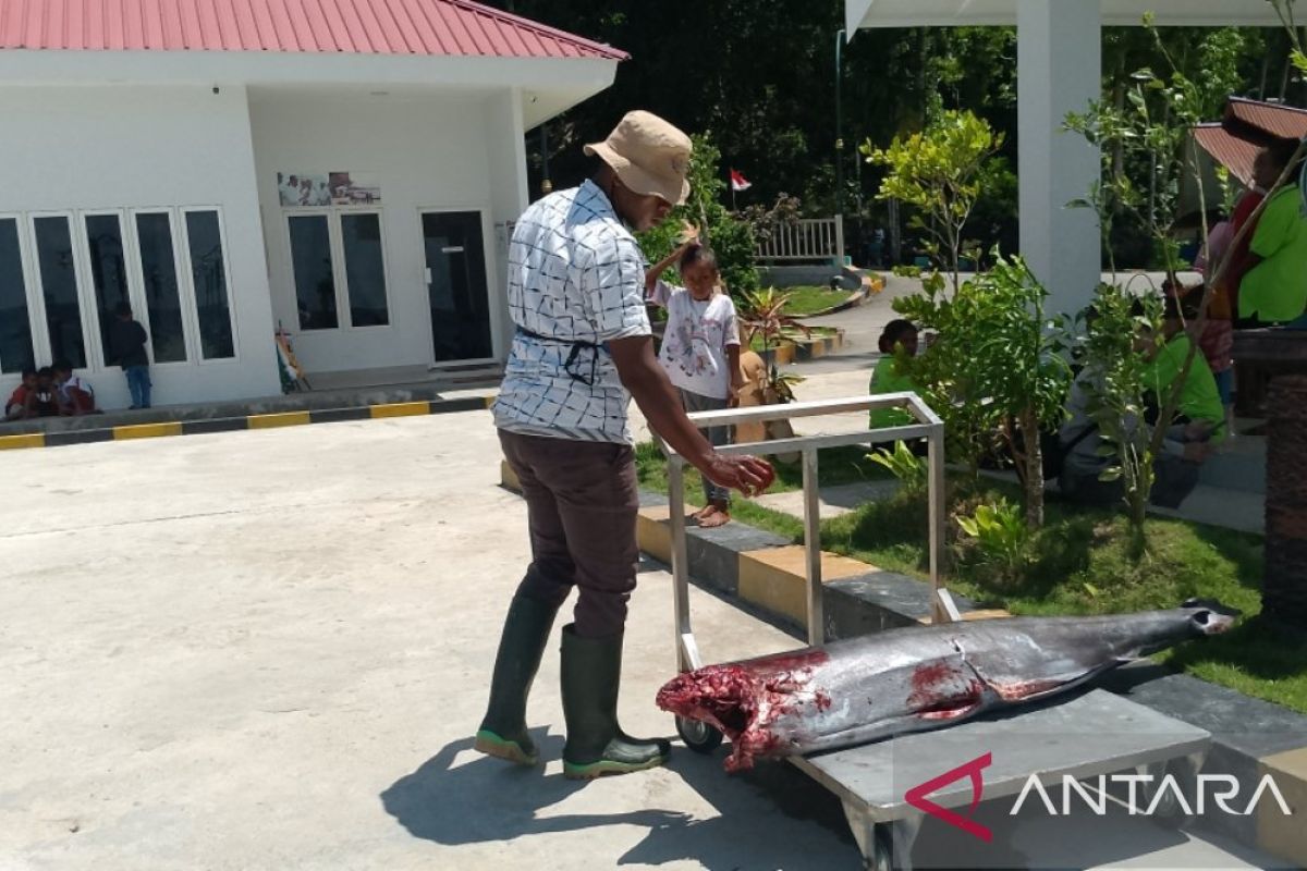 KKP: Ikan tuna tangkapan nelayan Biak penuhi kebutuhan gizi anak