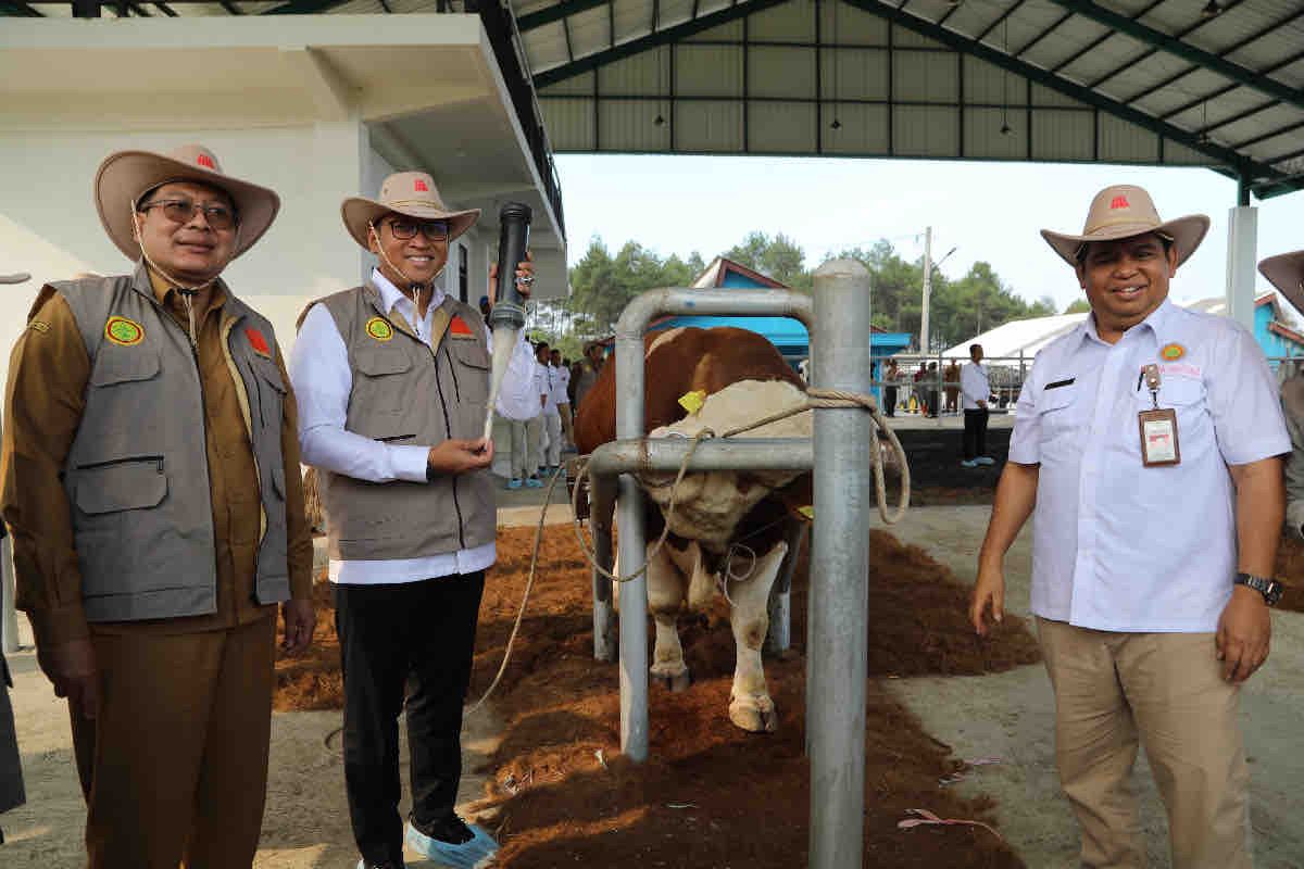 Wamentan optimistis Indonesia capai swasembada daging sapi