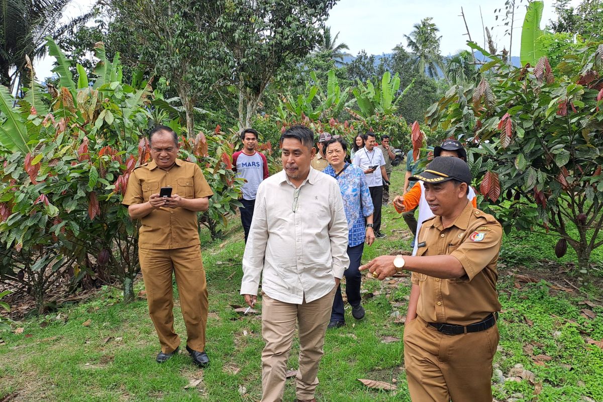 Kemendes nilai Palolo Sigi berpotensi hilirisasi produk kakao berbasis desa