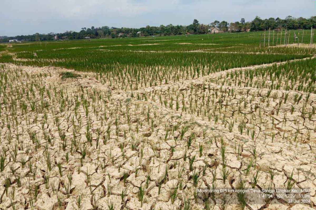 Persawahan di Kabupaten Batanghari alami kekeringan