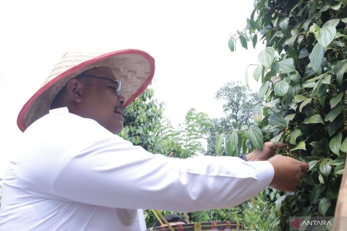 Pj Gubernur Babel panen raya lada di Nyelanding