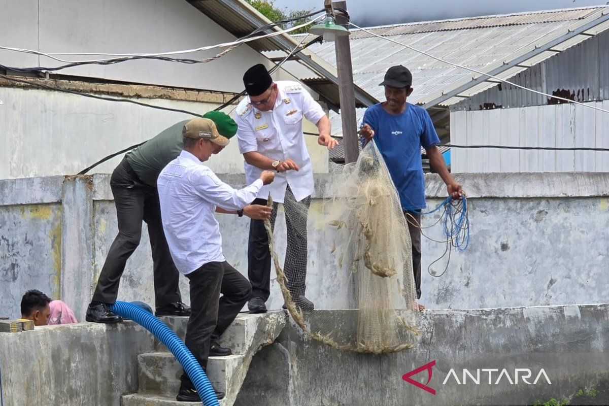 Kotabaru Regent harvests vaname shrimp in pilot pond