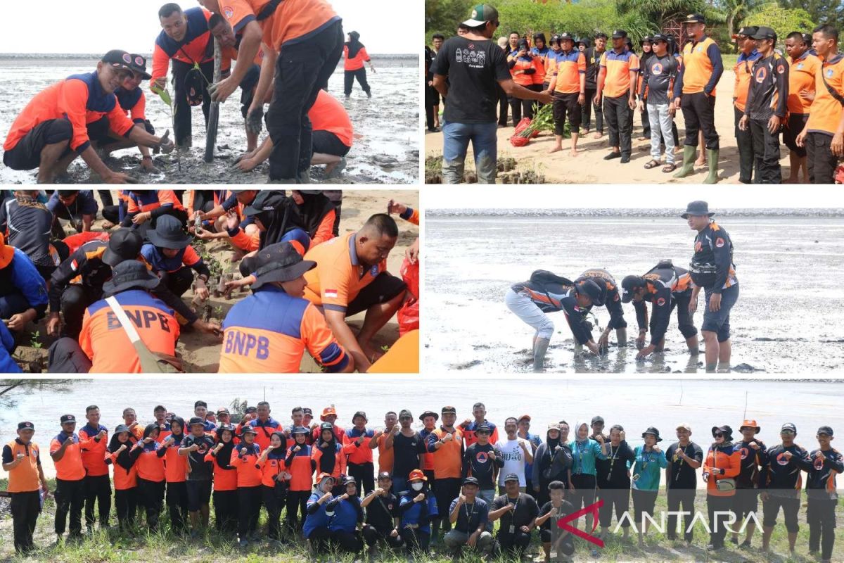 Cegah abrasi, BPBD Bangka Tengah tanam 1.000 bibit mangrove di pantai