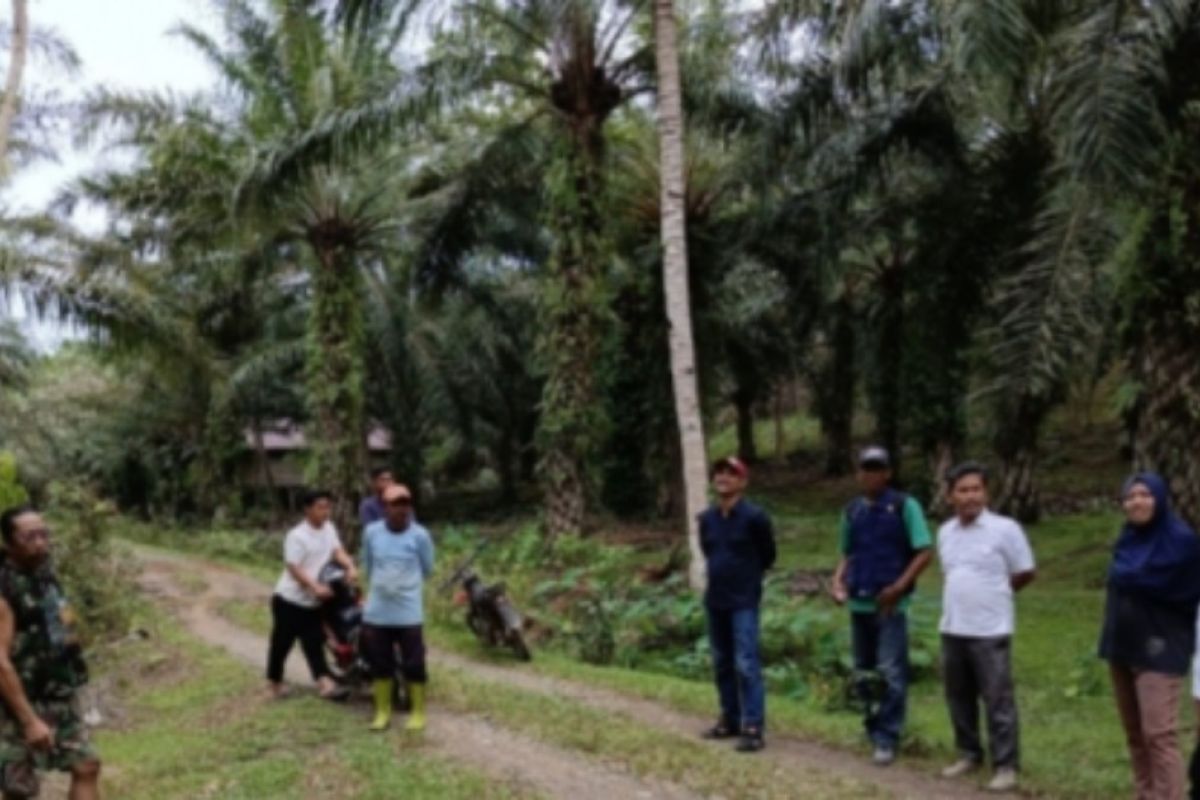 Pemprov Sulbar antisipasi ulat api serang tanaman sawit di Mamuju Tengah