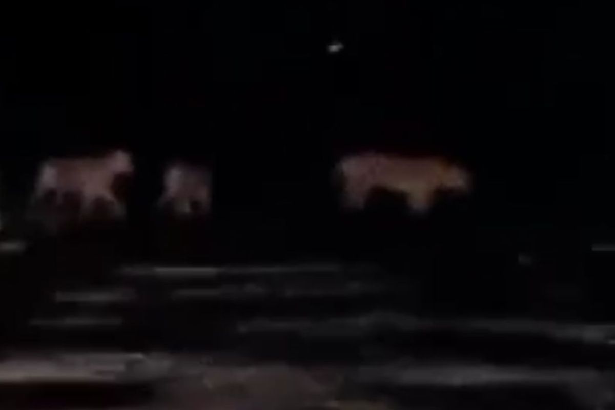 Empat harimau Sumatera melintasi jalan tanah di Pelalawan viral