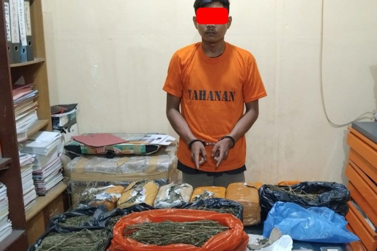 7 kg ganja kering siap edar di Perawang diamankan Polsek Tualang