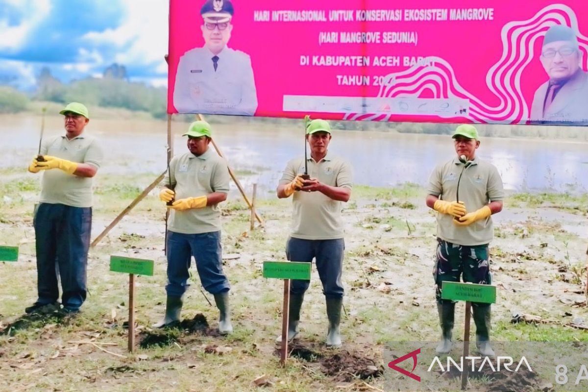 Pemkab Aceh Barat tanam 5.000 batang Mangrove cegah abrasi pantai dan erosi sungai