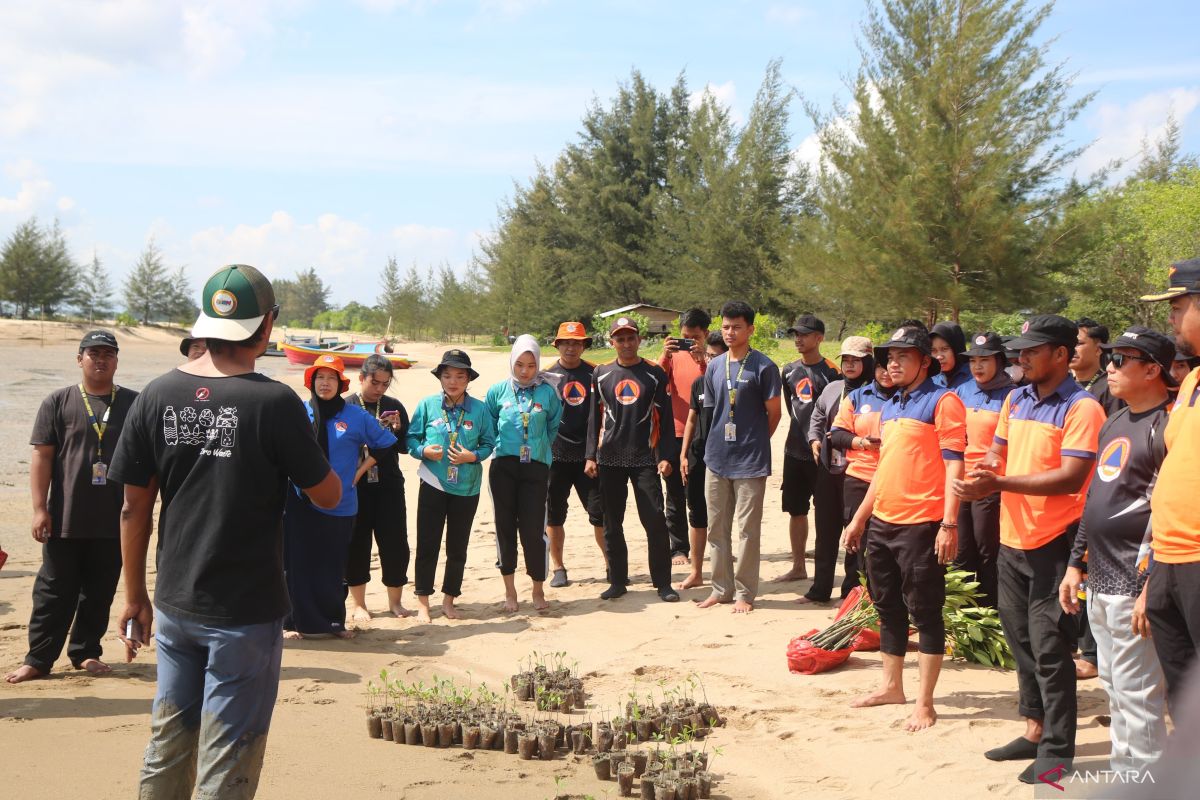 BPBD Babel tanam 1.000 mangrove di pantai Terentang