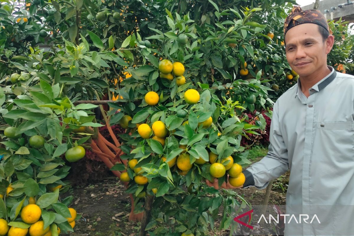 Desa di Rejang Lebong kembangkan agro wisata kebun jeruk