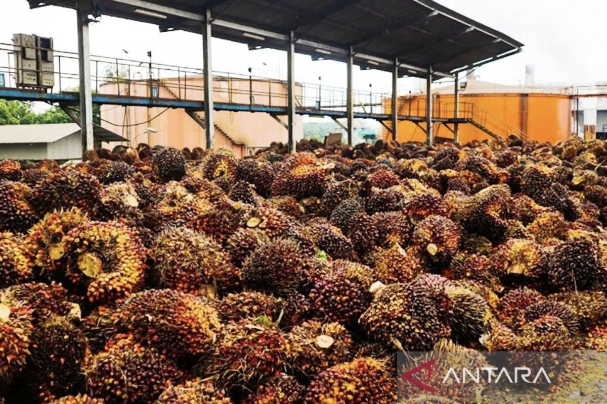 Airlangga mengumumkan dana kelola kebun sawit naik jadi Rp60 juta