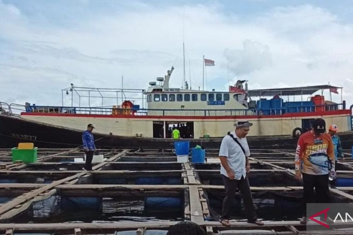 Penambang timah di Belitung beralih profesi jadi pembudidaya kerapu