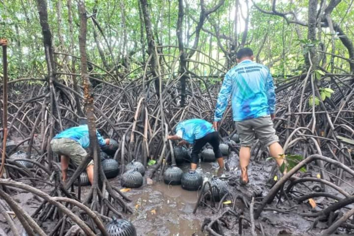 Dinas Perikanan Belitung latih masyarakat budidayakan kepiting bakau