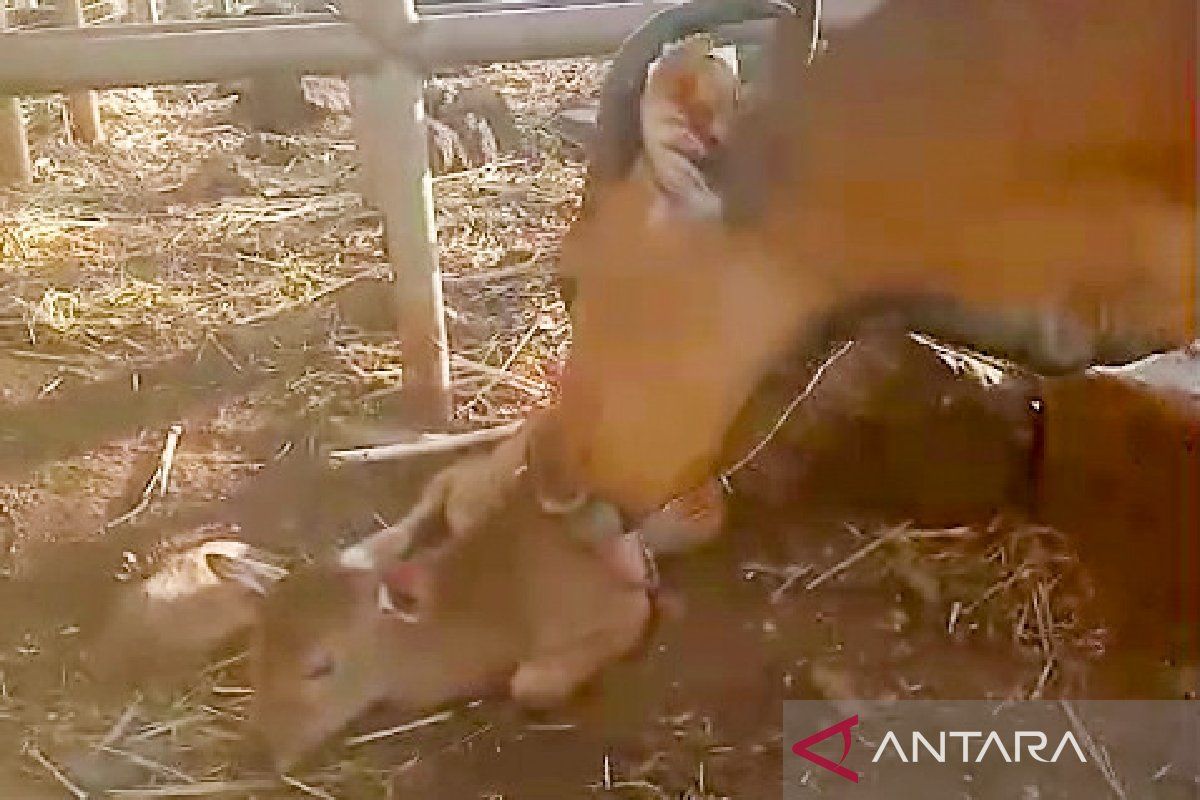 Indukan banteng Jawa melahirkan bayi jantan di Taman Nasional Baluran