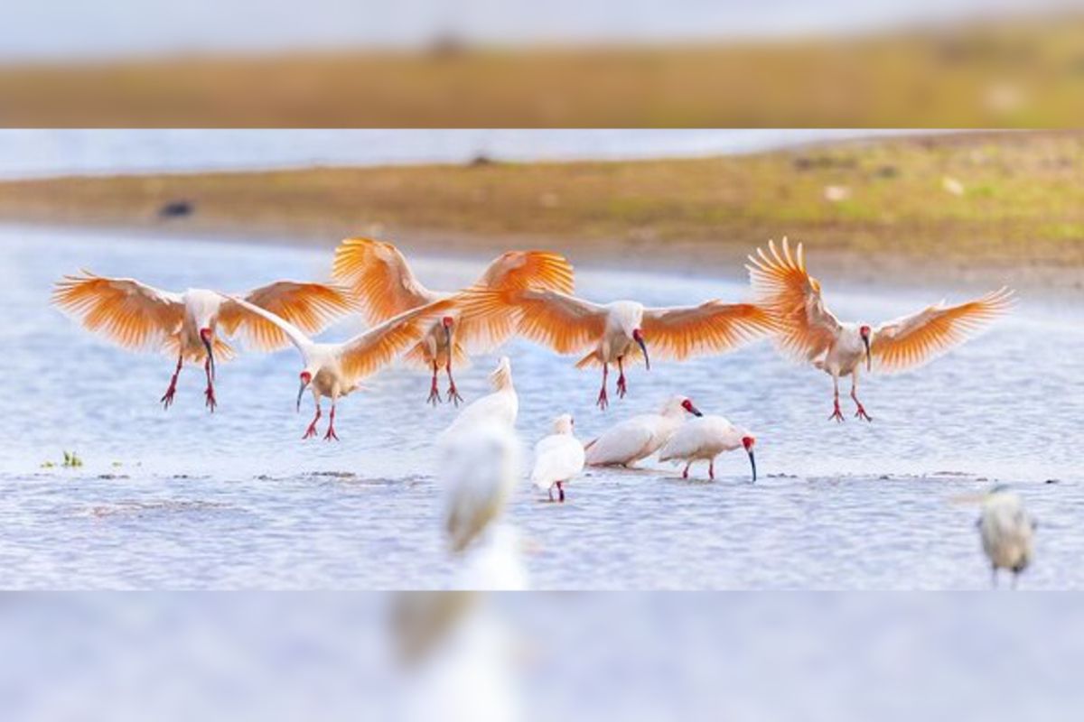 To jointly advance the conservation of 'birds of good fortune'