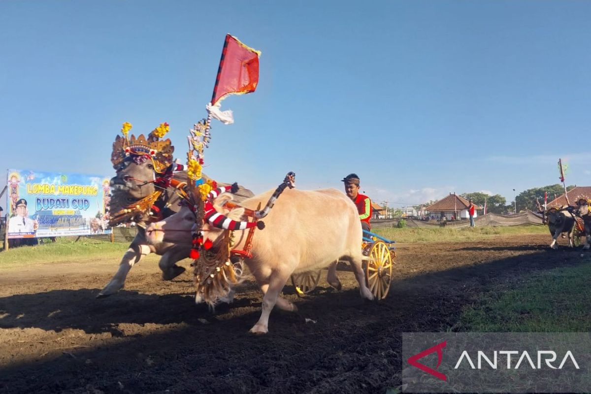 Pemkab Jembrana sandingkan budaya makepung dan polo berkuda