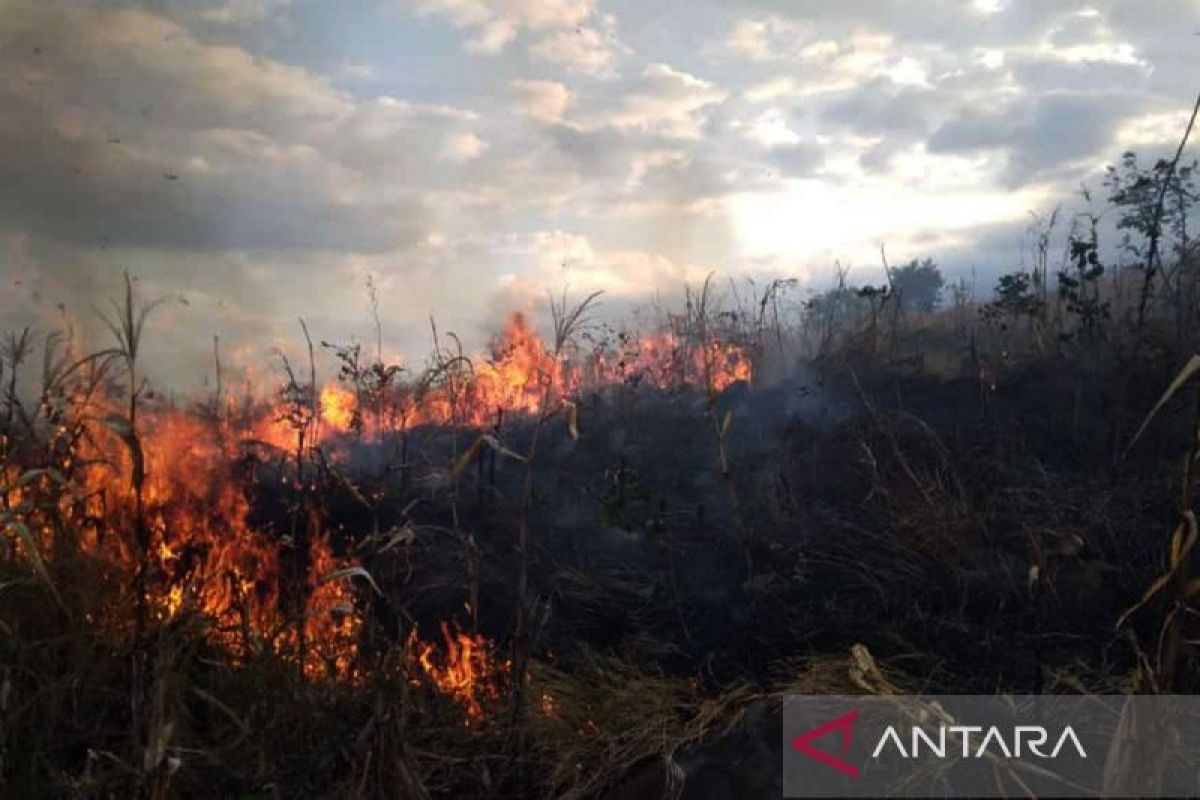 Polisi selidiki penyebab kebakaran hutan di Lombok Timur