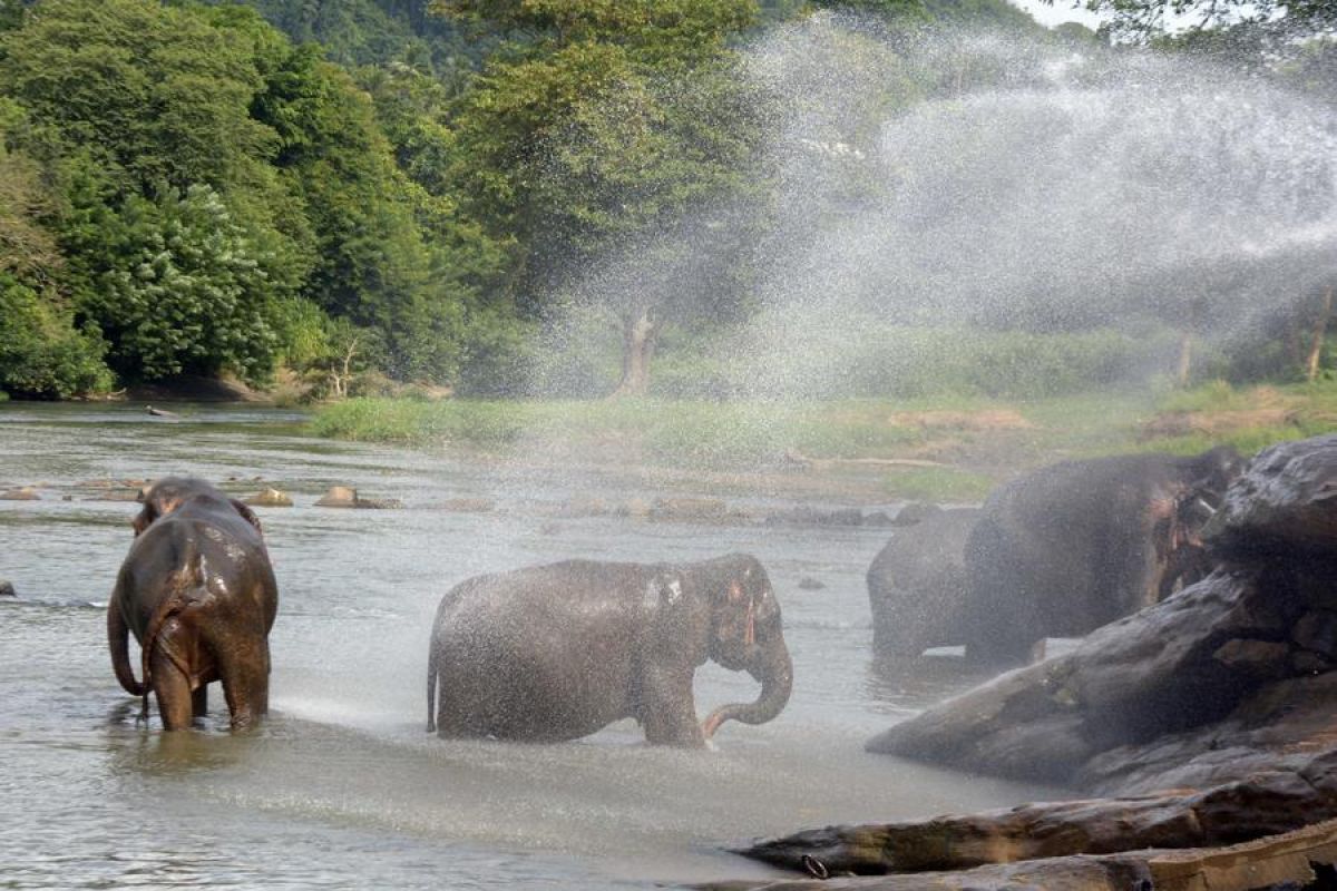 Mengintip aktivitas harian di panti asuhan gajah di Sri Lanka