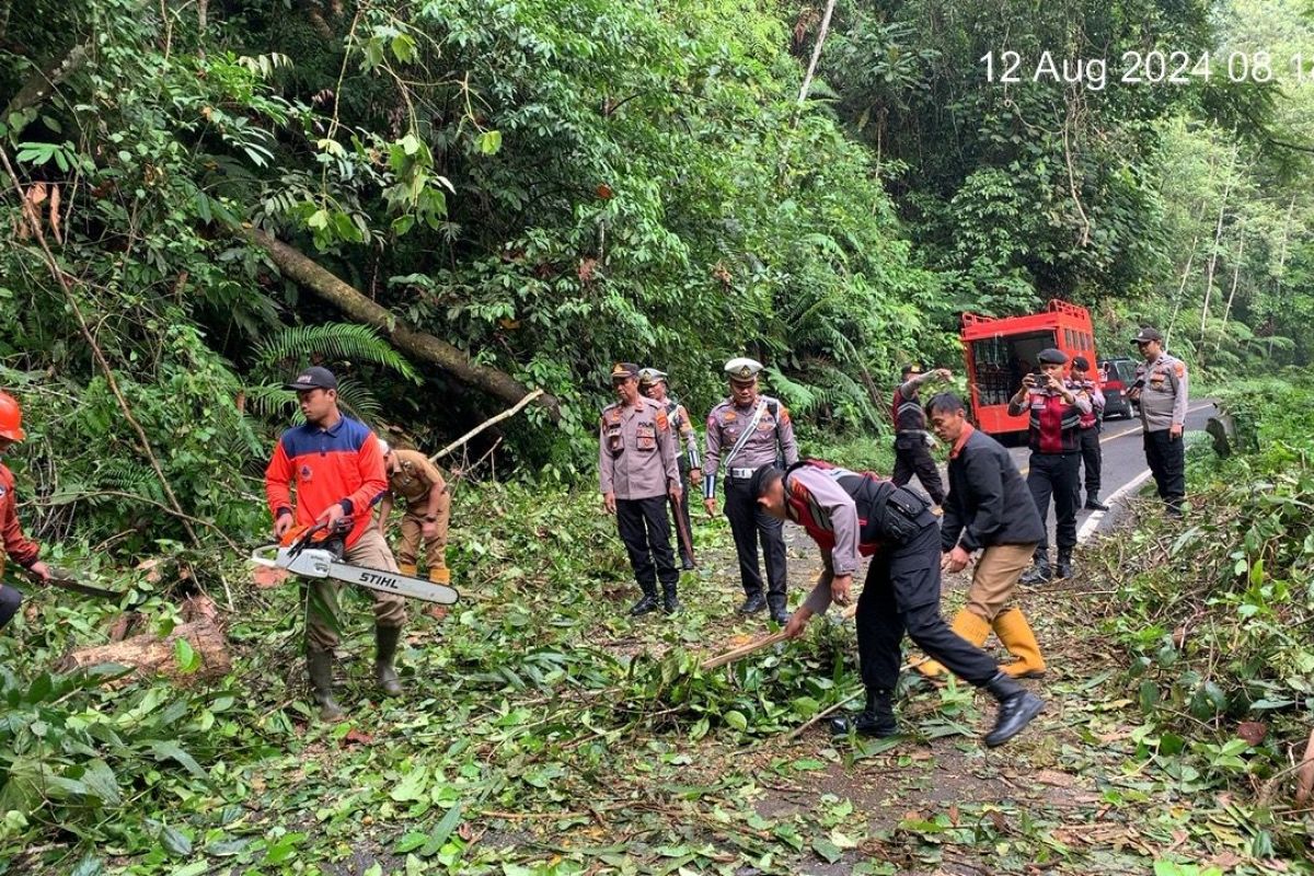 Petugas evakuasi pohon tumbang tutupi jalan lintas Lampung Barat