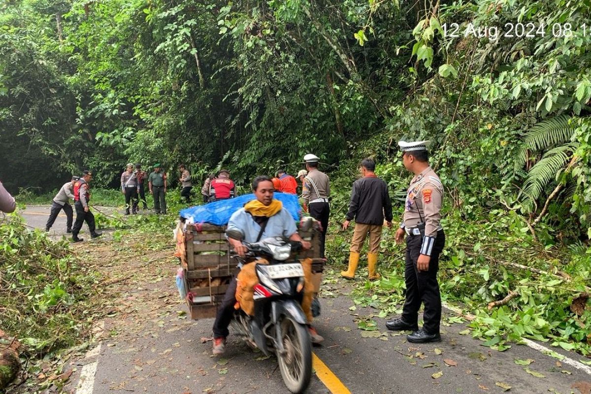 Pohon tumbang, KM 17 lintas Liwa-Krui di Lampung dibuka tutup