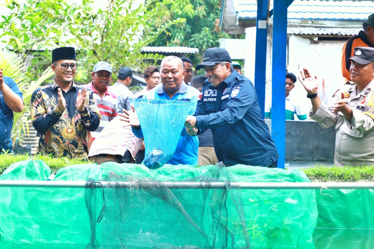 Bupati Siak panen perdana 35 ribu ikan lele