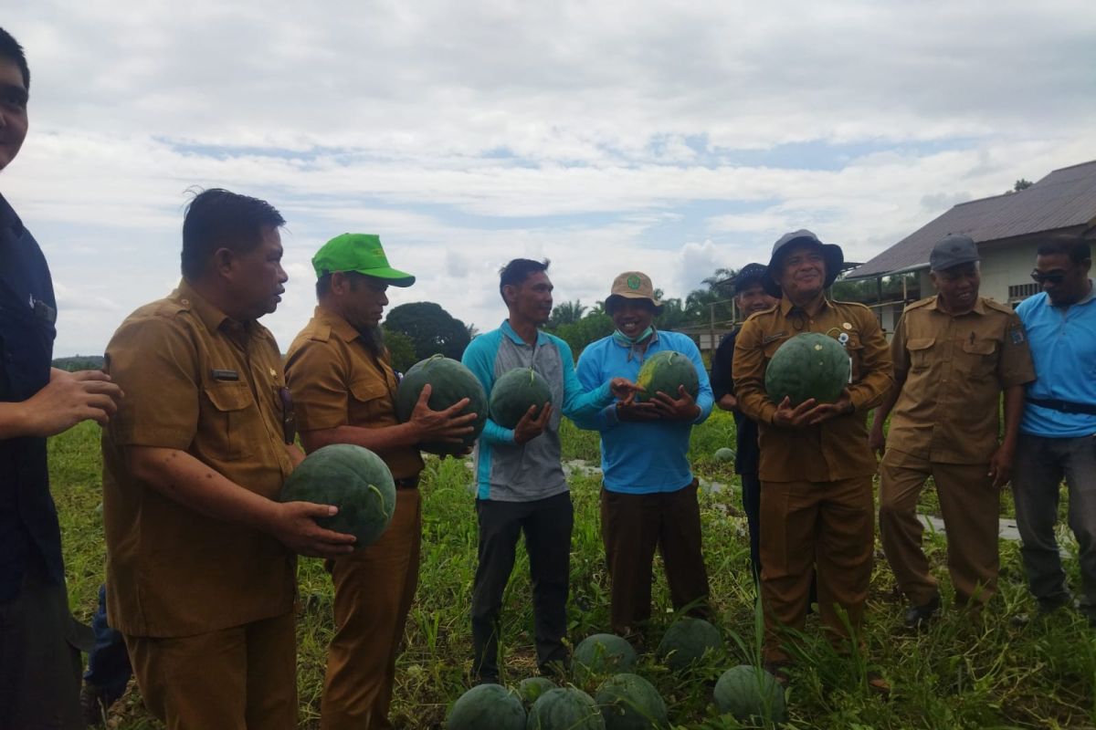 Petani sawit di Paser mulai beralih ke tanaman pangan dan hortikultura