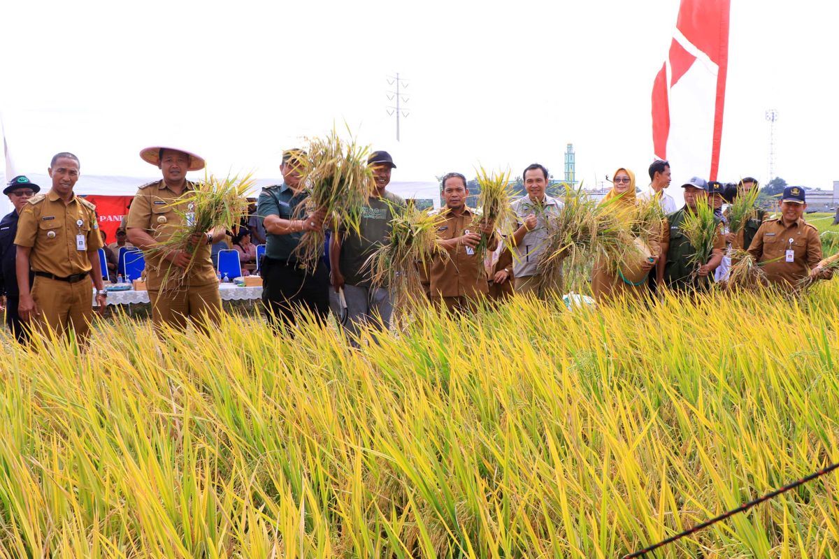 Pemkot Tangerang panen raya padi, hasilkan 6,5 ton gabah