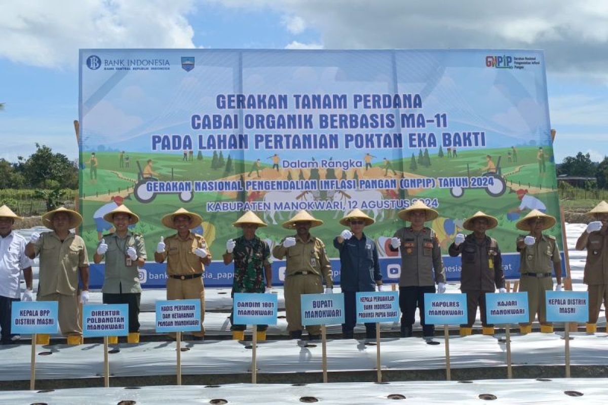 BI inisiasi penggunaan pupuk organik MA-11 untuk tanaman cabai di Manokwari