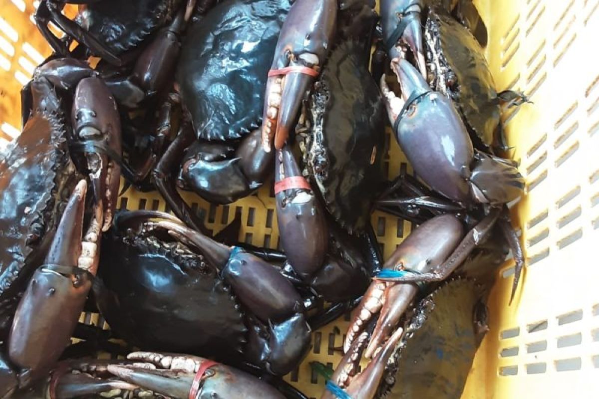 Kepiting bakau Belitung tembus pasar Singapura