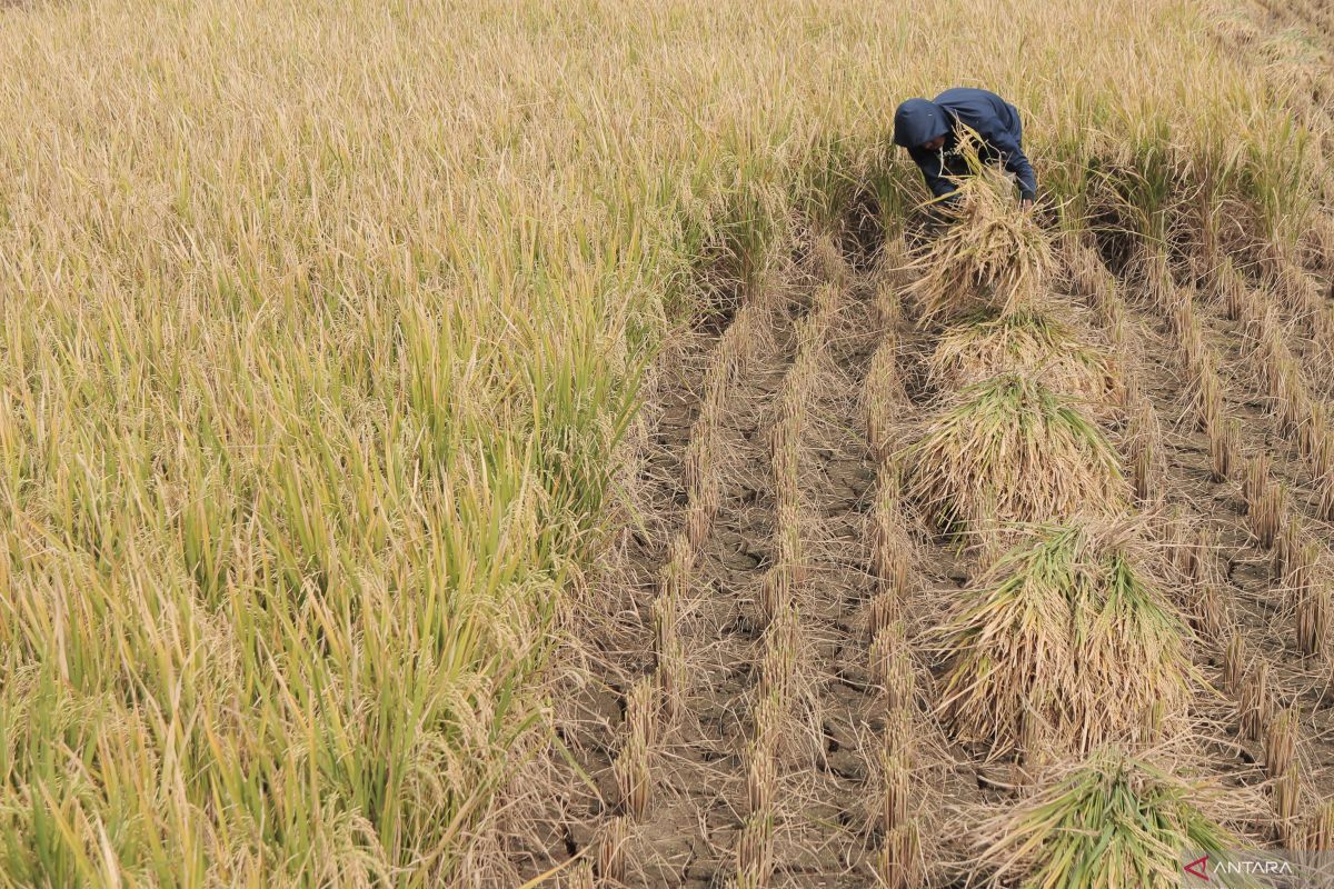 Petani dari sokoguru revolusi ke sokoguru reformasi