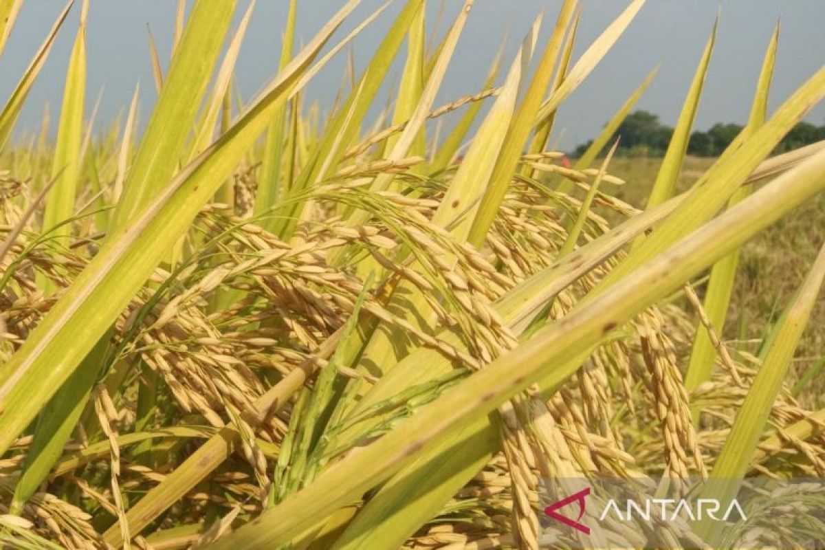 Pemkab Majalengka bentuk Posko Siaga Ketahanan Pangan Musim Kemarau