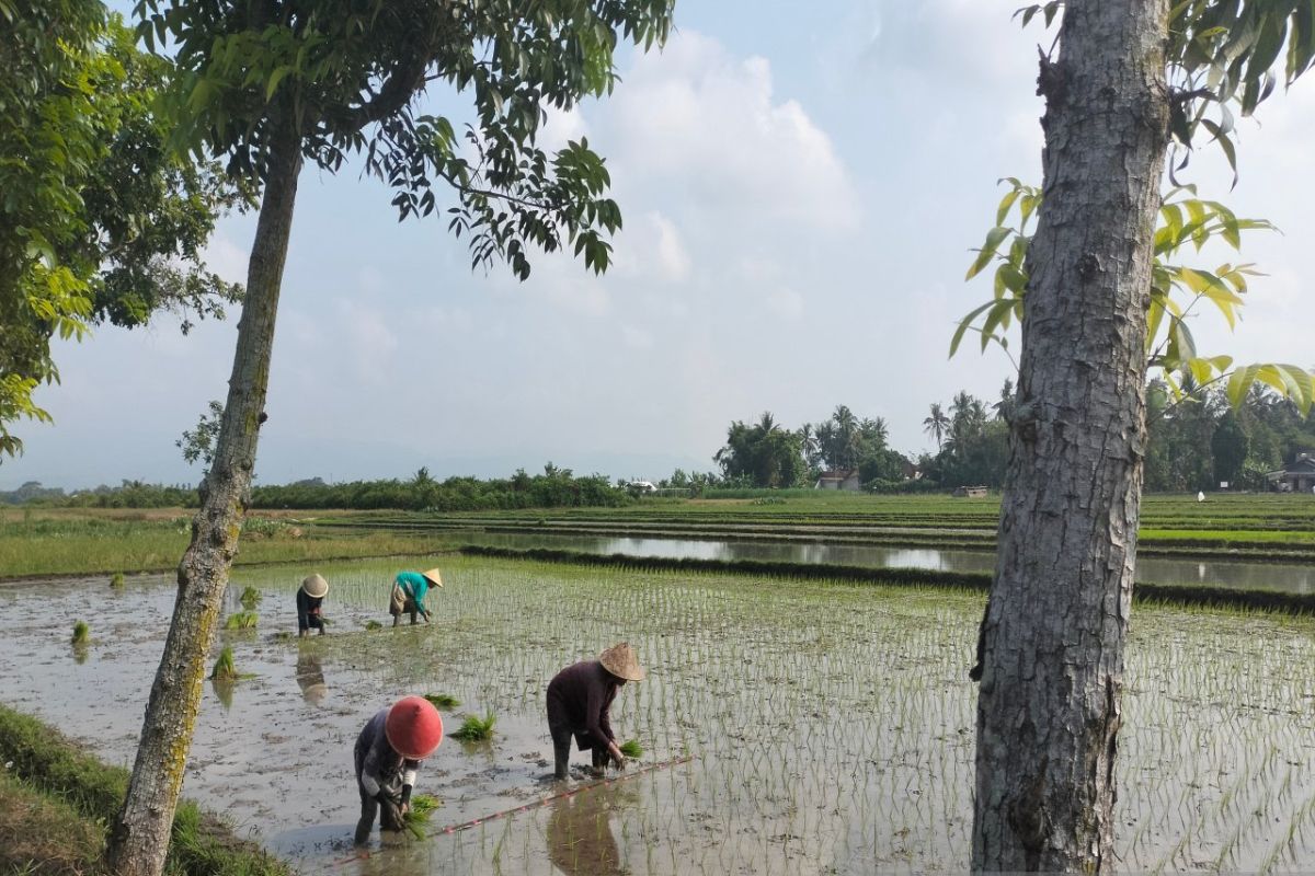 Serapan pupuk urea di Sleman terealisasi 32,10 persen