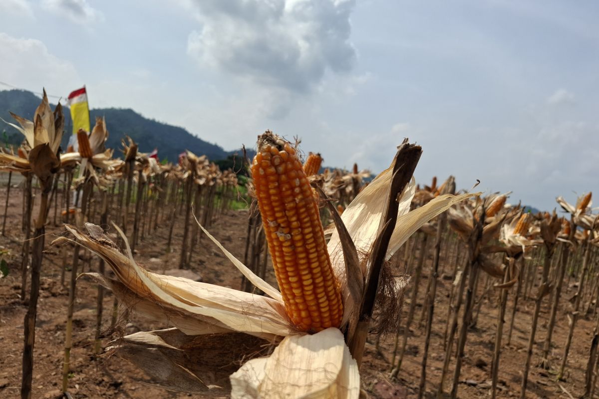 Bulog Lampung menargetkan serap panen jagung petani 5.000 ton