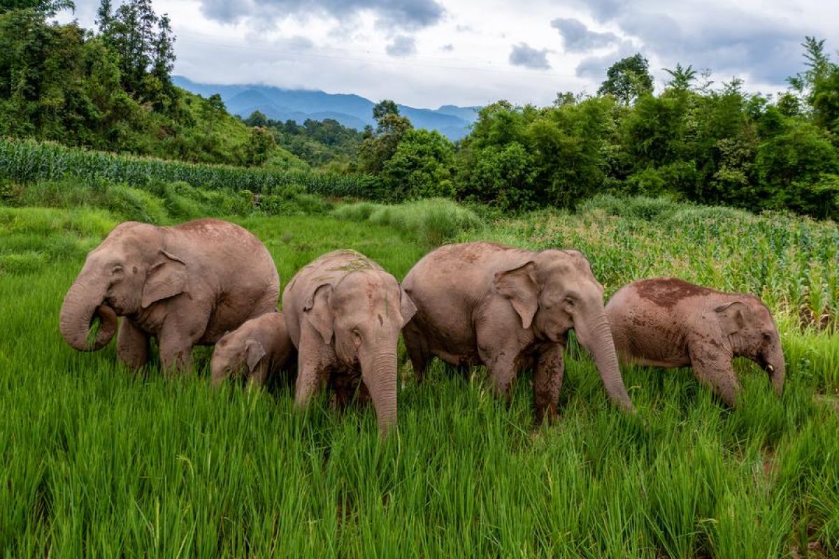 "Gajah-gajah pengembara" China sambut anggota baru