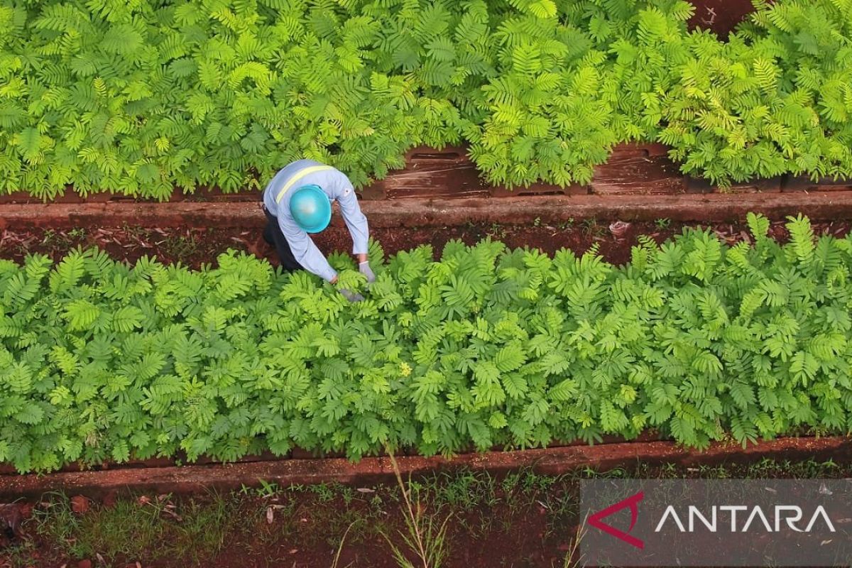 Antam tanam 60.000 bibit pohon mangrove pada 2024 kerja sama dengan karang taruna