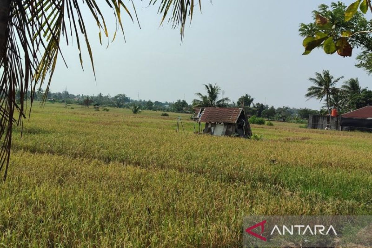 Dinas Pertanian Bengkulu usulkan buka 1.800 hektare lahan sawah baru