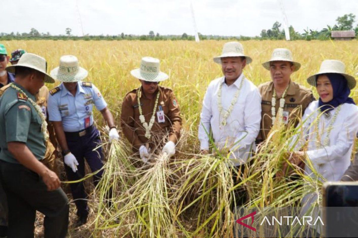 Pemprov Kalsel apresiasi panen raya padi program Baznas di Batola