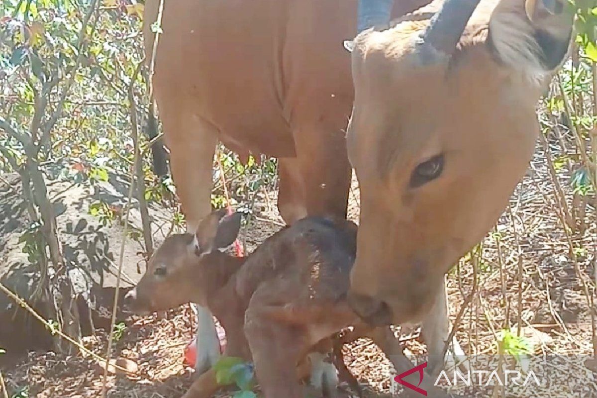 Banteng Jawa kembali melahirkan bayi betina di 