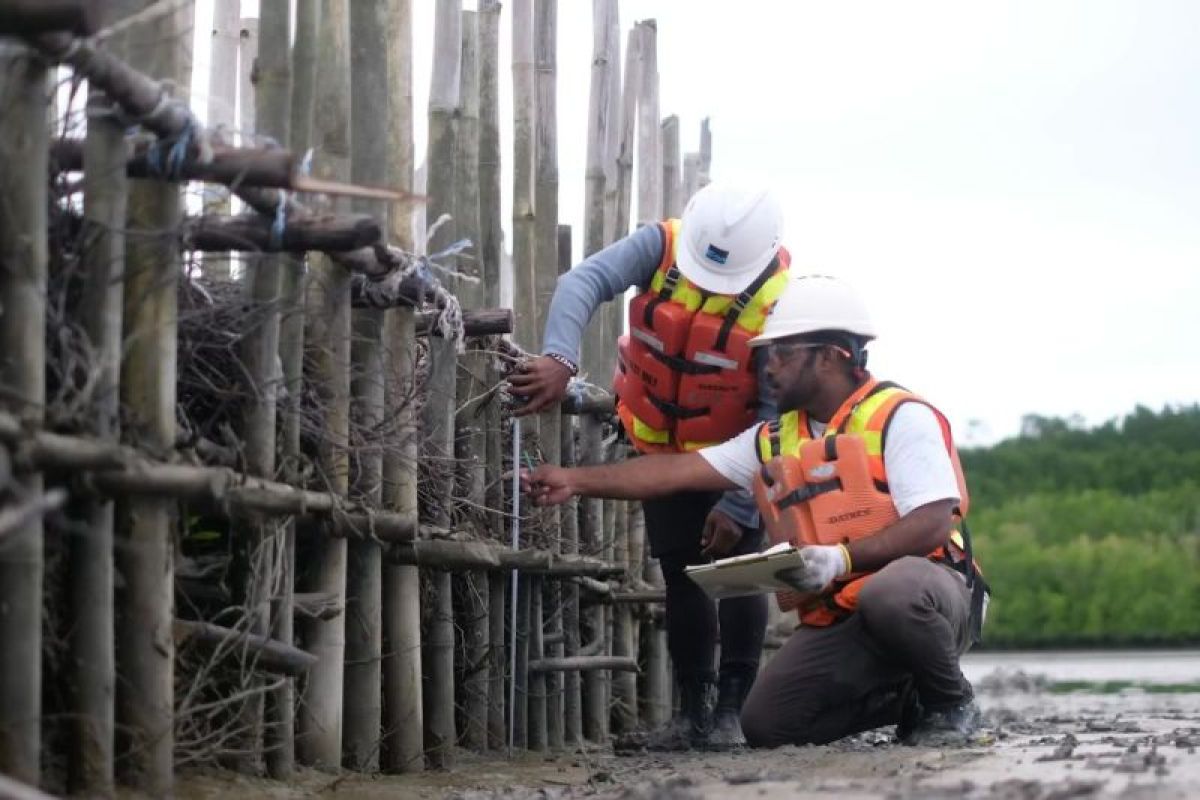 Freeport percepat restorasi Mangrove di Mimika dengan program Estuary Structure