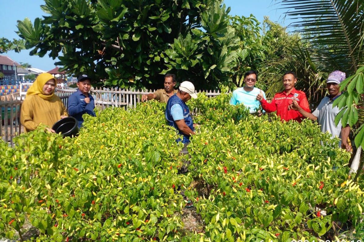 Sudin KPKP manfaatkan area docking kapal jadi lahan pertanian