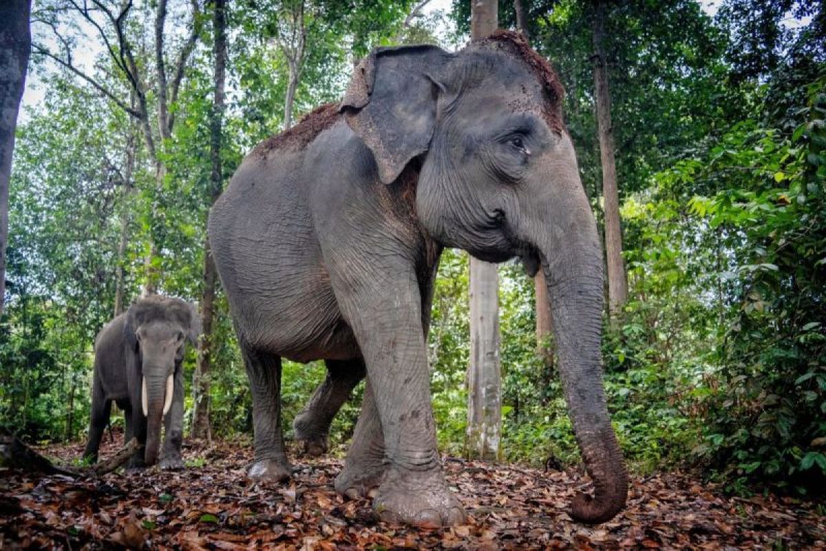 PHR berupaya agar petani dan gajah hidup rukun di Bengkalis