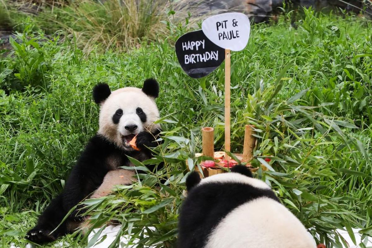 Panda raksasa Meng Meng hamil anak kembar di Kebun Binatang Berlin