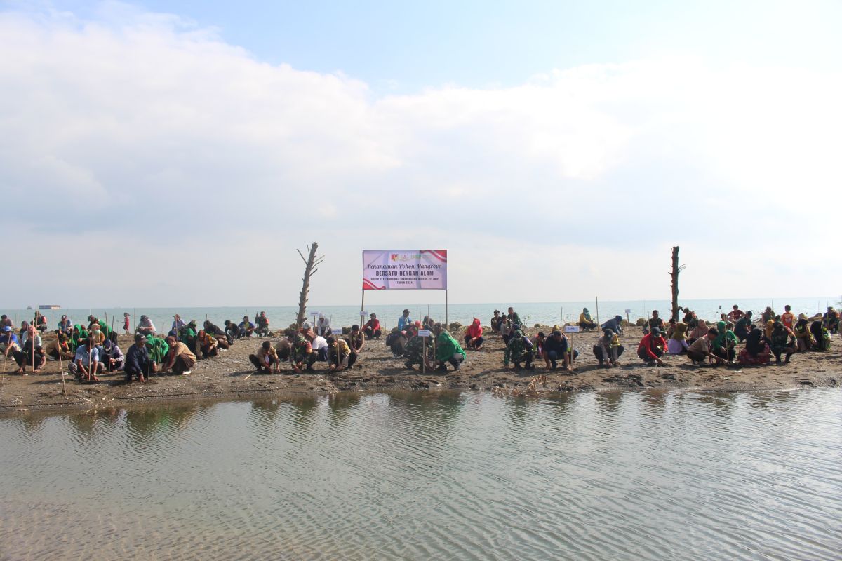 Program pembibitan Mangrove PT IMIP upaya pelestarian pesisir pantai