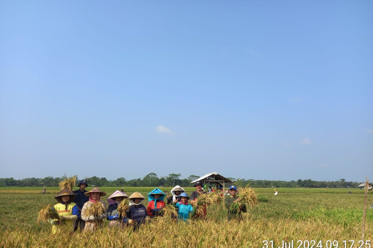 Agustus ini, Petani Lebak panen padi seluas 9.400 hektare