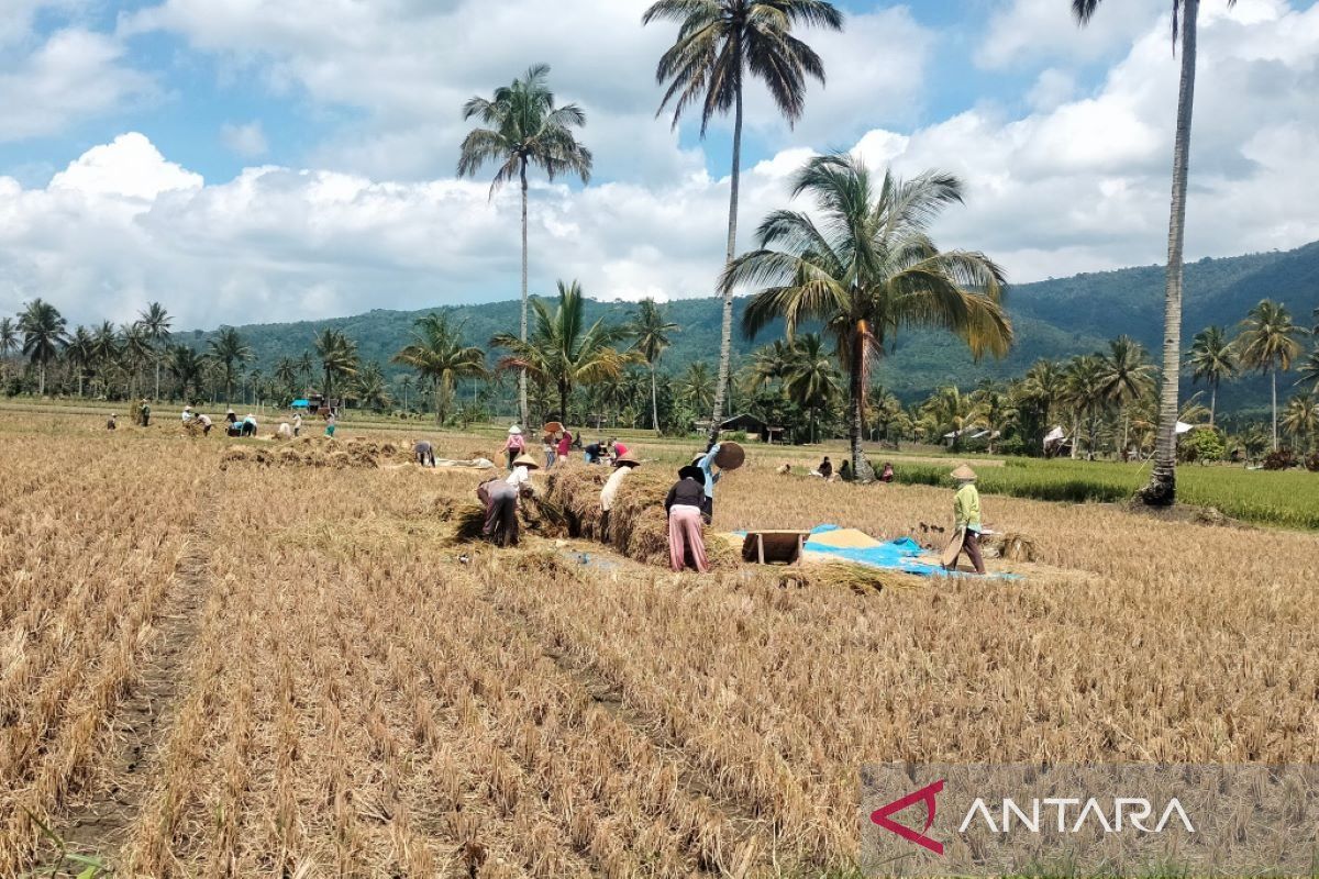 Petani Rejang Lebong diminta beralih tanam palawija saat kemarau